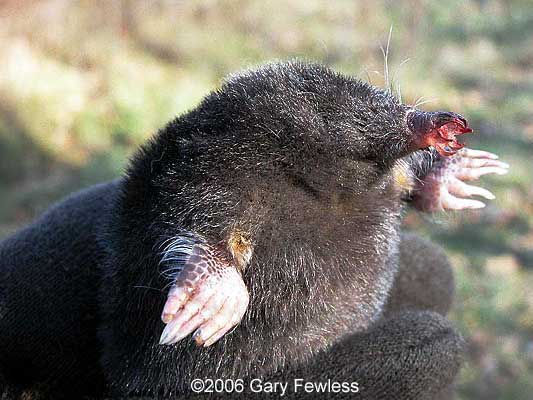 star nosed mole.