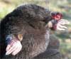 star nosed mole