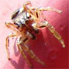 Habronattus, jumping spider