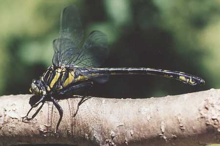 Hagenius brevistylus.