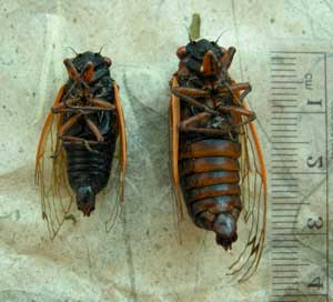 Magicada species comparison