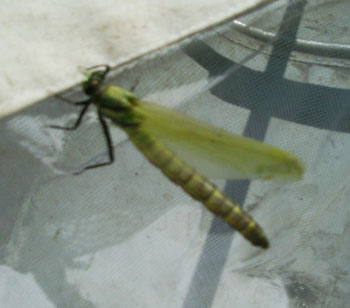 dragonhunter teneral