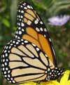 monarch butterfly.