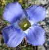 Gentianopsis procera, Great Plains fringed gentian