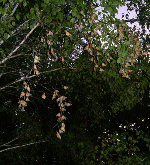 resting monarchs