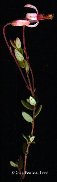 Cranberry in bloom