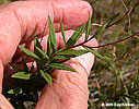 leaves