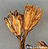 fruiting head