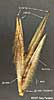 spikelet