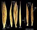 spikelet