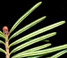 Close up of Leaves