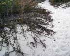 Creeping Juniper