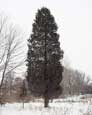 upright growth tree