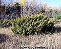Juniper Shrub