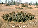 Juniper Shrub