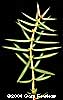 Juniper Needles