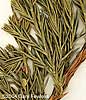 Awl Shaped Leaves