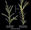 Red Cedar Leaves