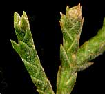 Eastern Red Cedar