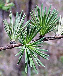Tamarack
