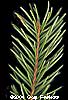 Norway Twig