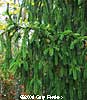 Drooping Branches