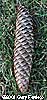 Norway Cone