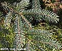 White Branch