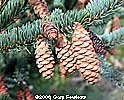 White Cones