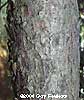 Blue Bark