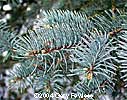 Blue Branch