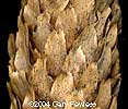Blue Cone Scales