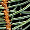 Blue Twig