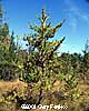 Pine Tree