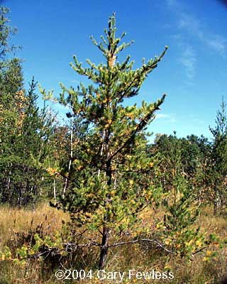 jack pine tree images