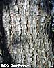 Pine Bark