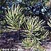 Pine Branch