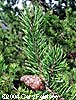 Pine Cone