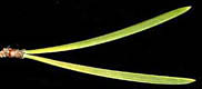 Twin Leaves