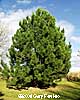 Austrian Tree