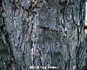 Austrian Bark