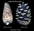 Austrian Cones