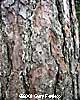 Red Bark
