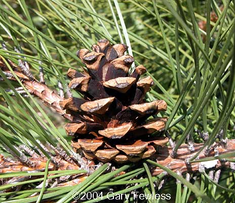 How pine needles can give us a lesson in waterproofing, Trees and forests