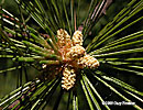 male cone