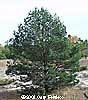 Scotch Tree