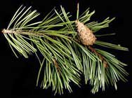 Pinus Sylvestris