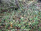 Yew Shrub