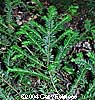 Yew Branch