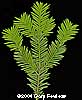 Yew Branch